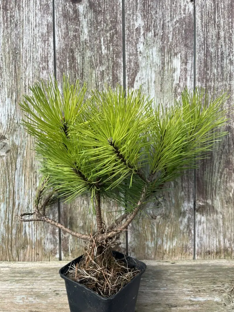 Pinus uncinata - Mountain Pine