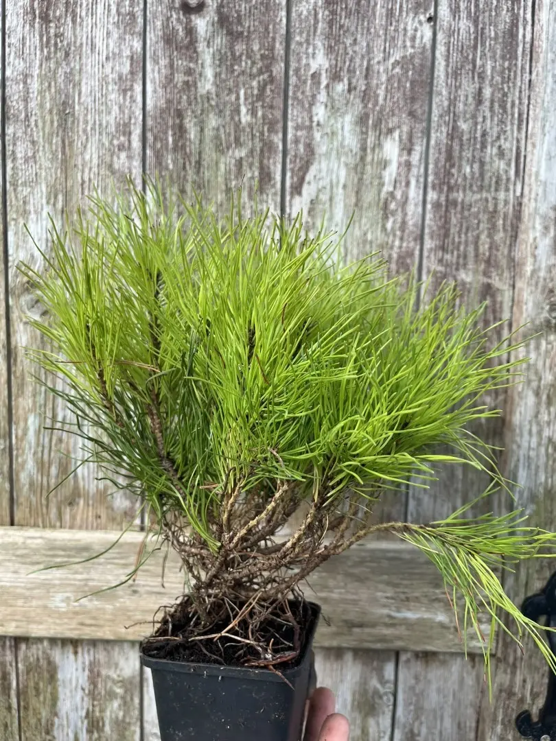 Pinus uncinata - Mountain Pine