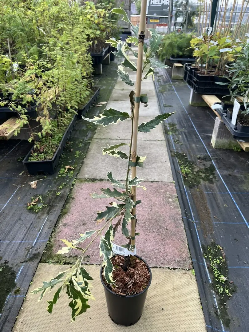 Quercus cerris - Turkey Oak 'Argenteovariegata'