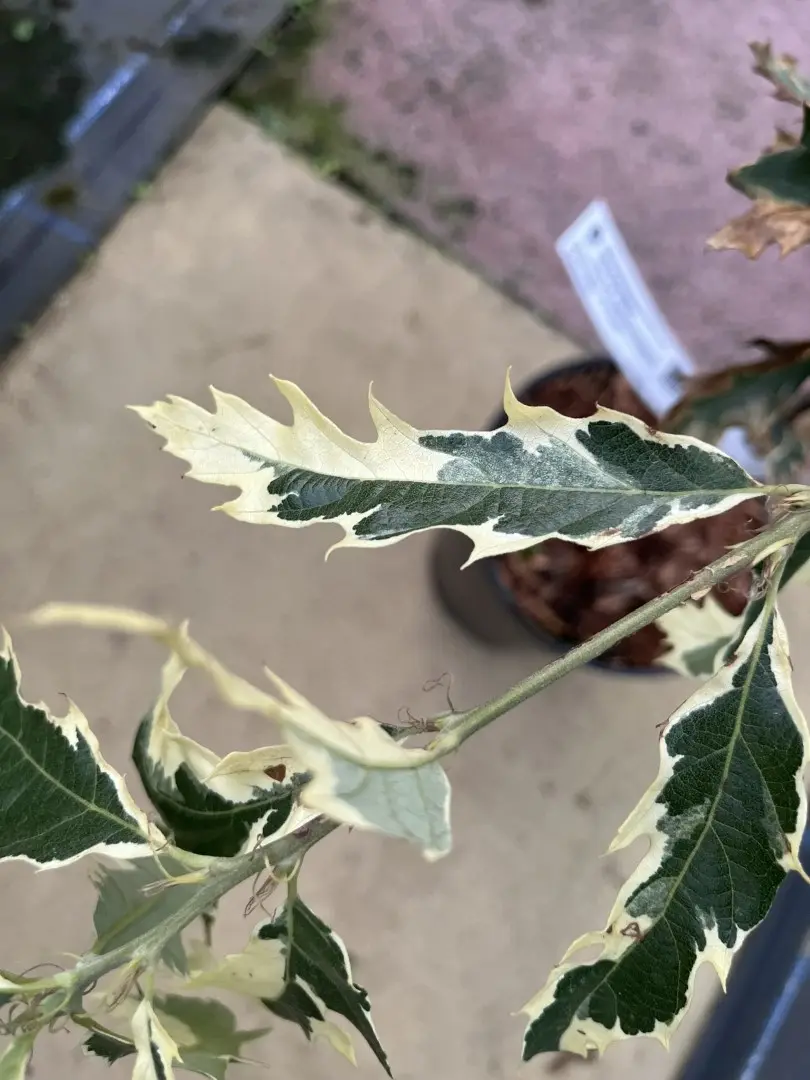 Quercus cerris - Turkey Oak 'Argenteovariegata'