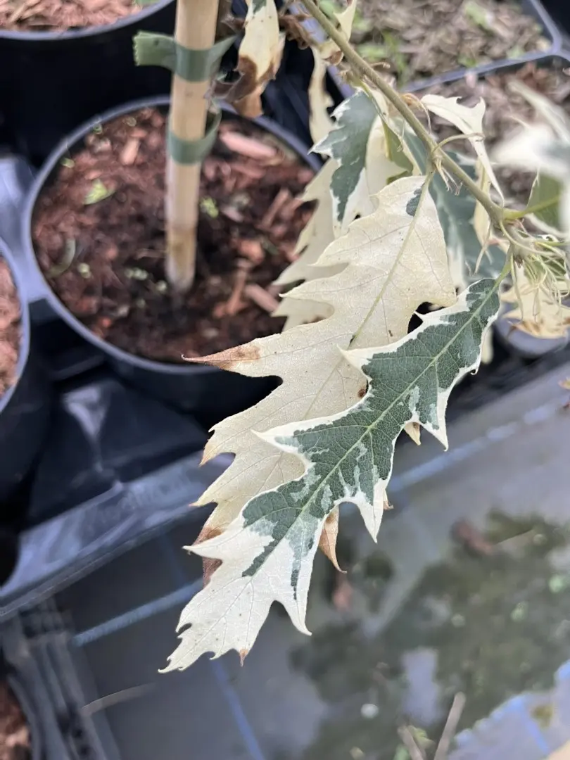 Quercus cerris - Turkey Oak 'Argenteovariegata'