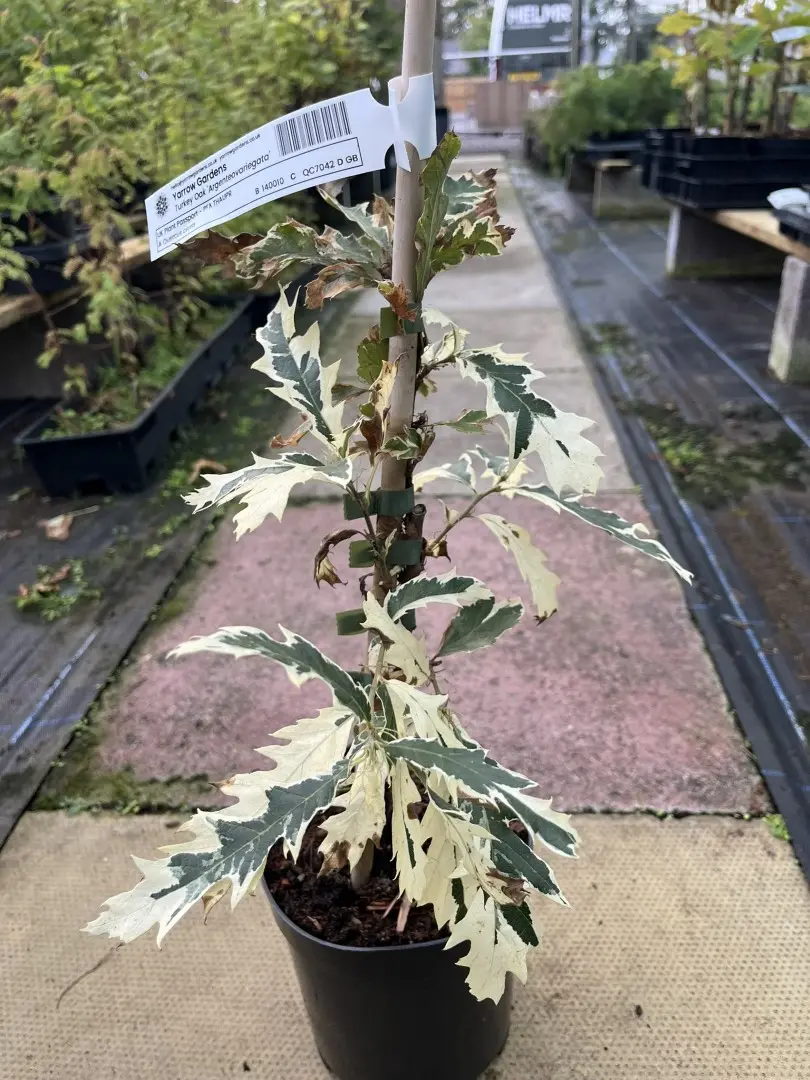Quercus cerris - Turkey Oak 'Argenteovariegata'