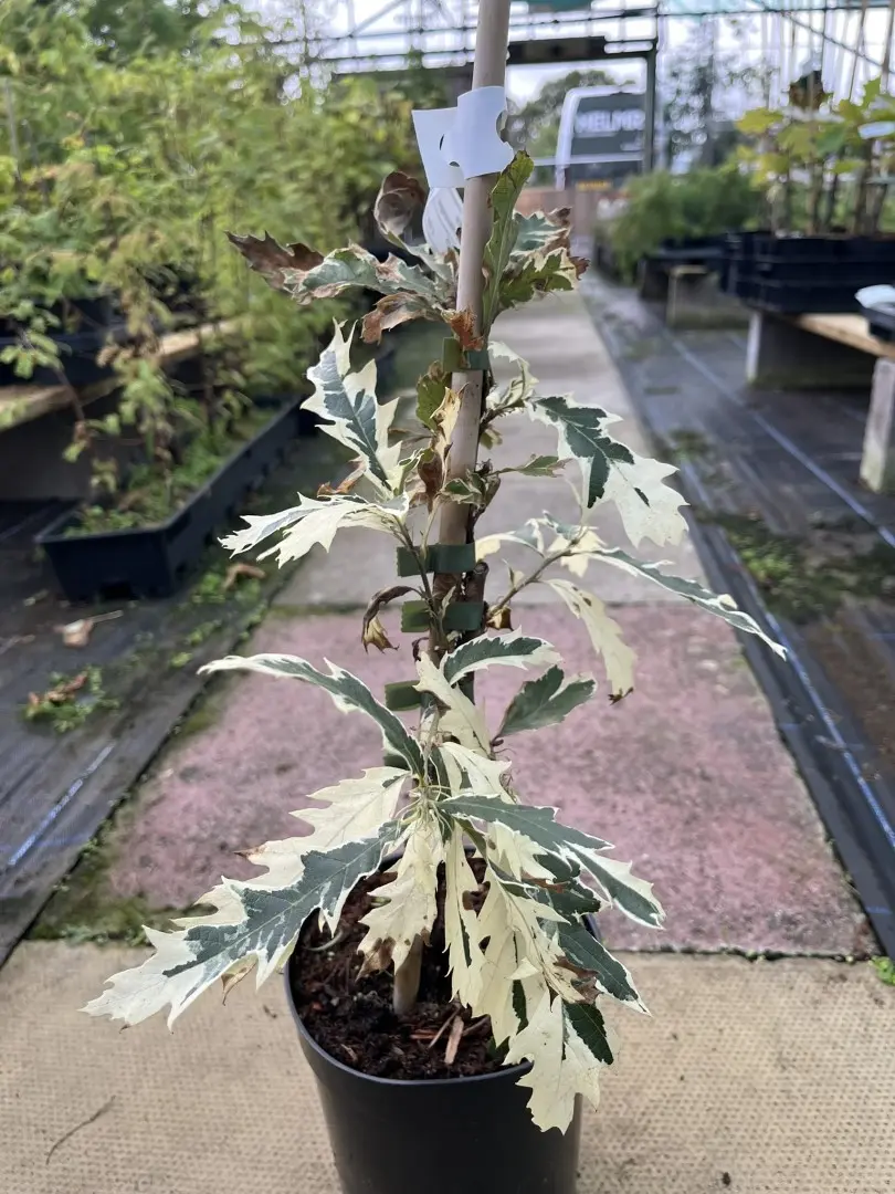 Quercus cerris - Turkey Oak 'Argenteovariegata'