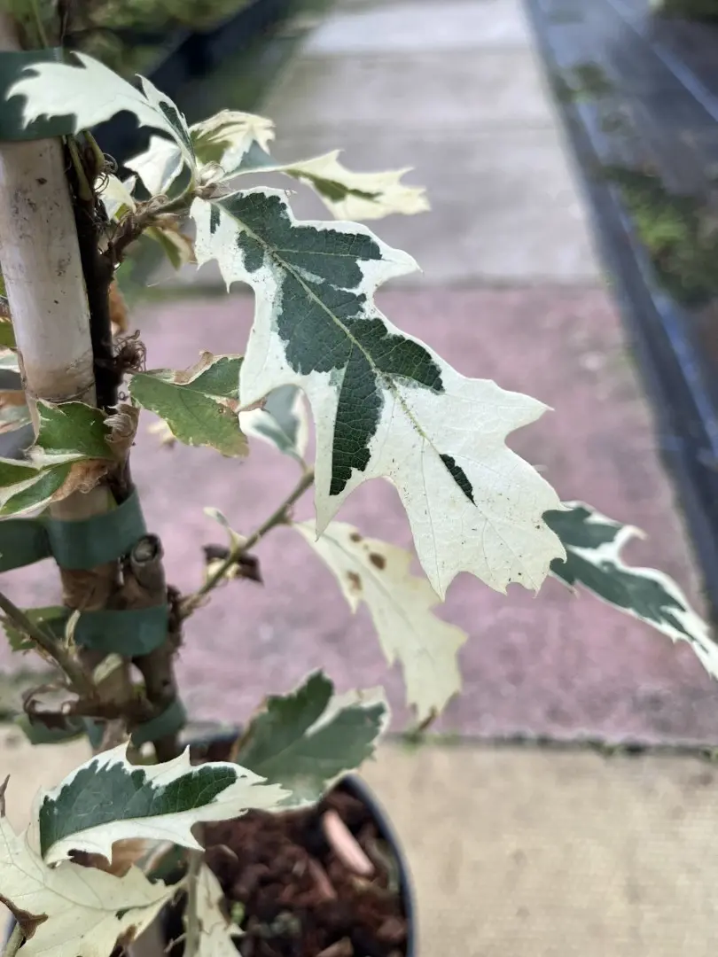 Quercus cerris - Turkey Oak 'Argenteovariegata'