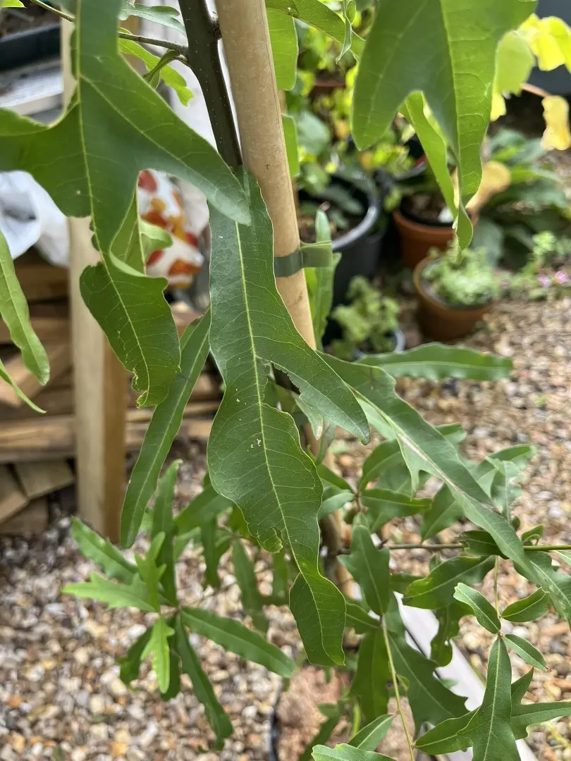 Quercus nigra - Water Oak