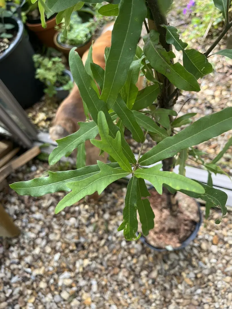 Quercus nigra - Water Oak