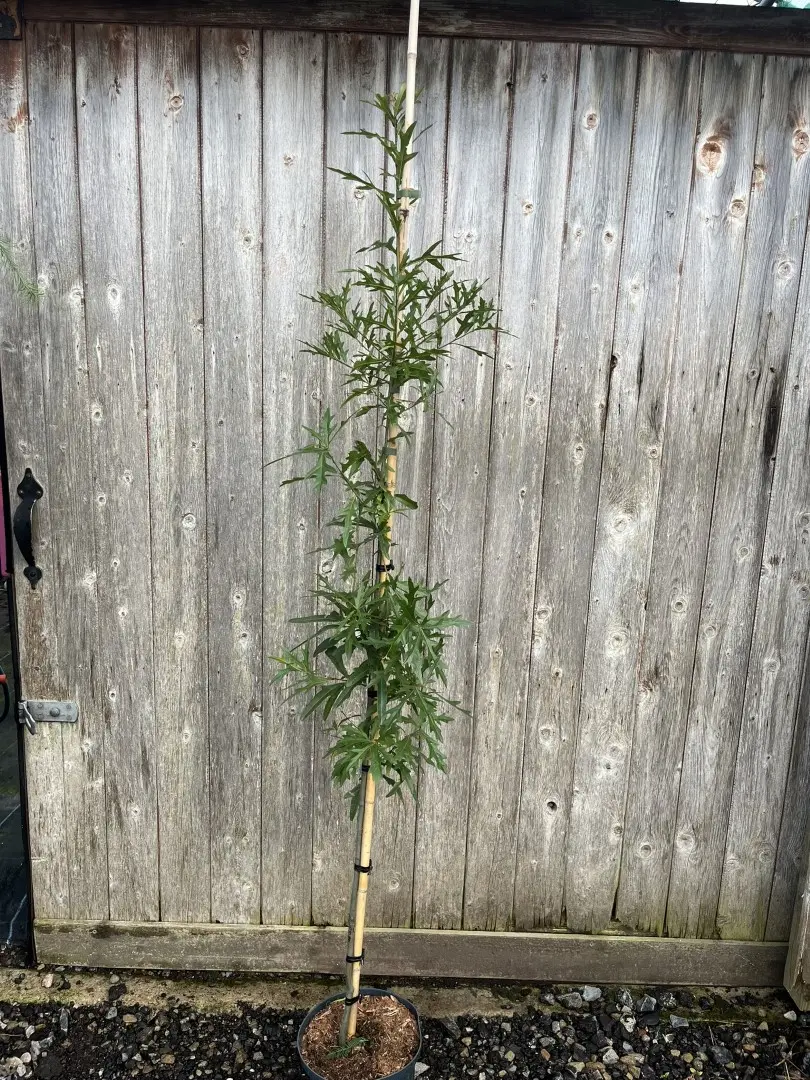 Quercus nigra - Water Oak