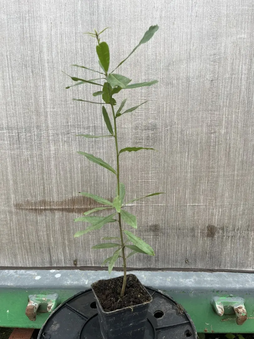 Quercus phellos - Willow Oak (P9)