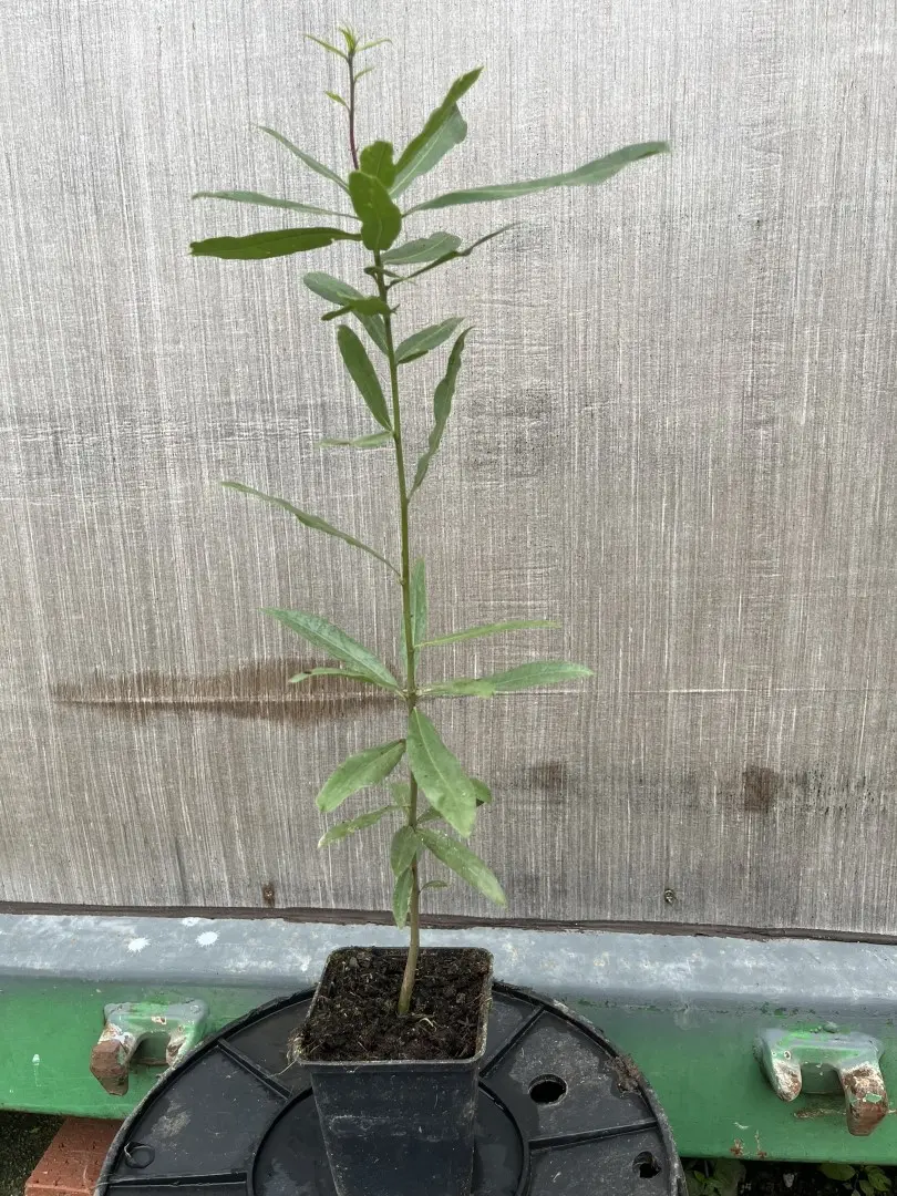 Quercus phellos - Willow Oak (P9)