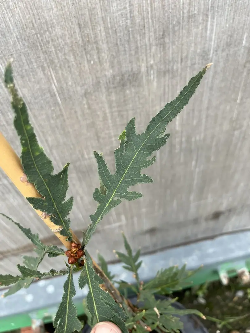 Quercus robur - English Oak 'Pectinata'