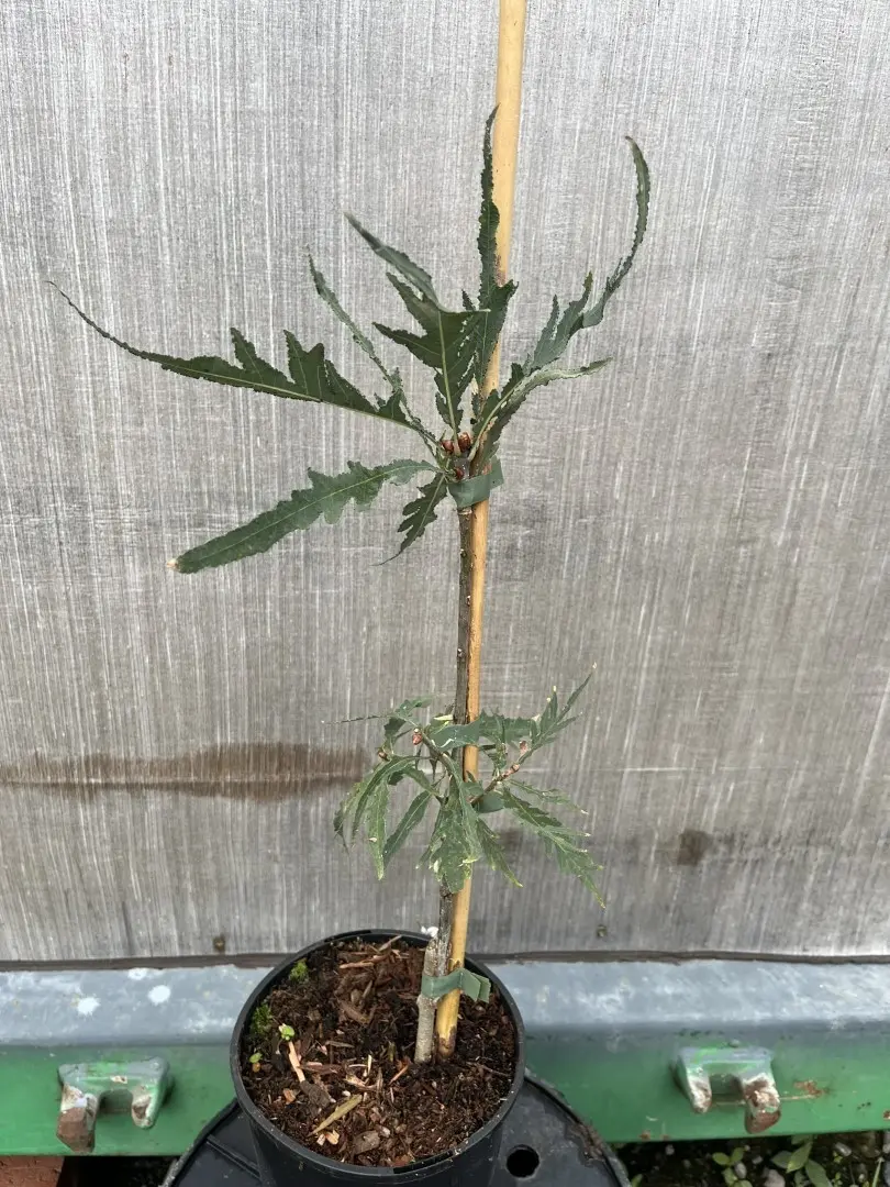 Quercus robur - English Oak 'Pectinata'