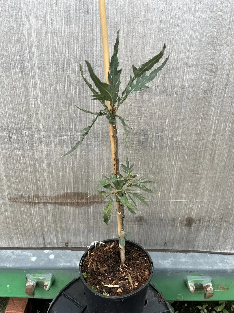 Quercus robur - English Oak 'Pectinata'