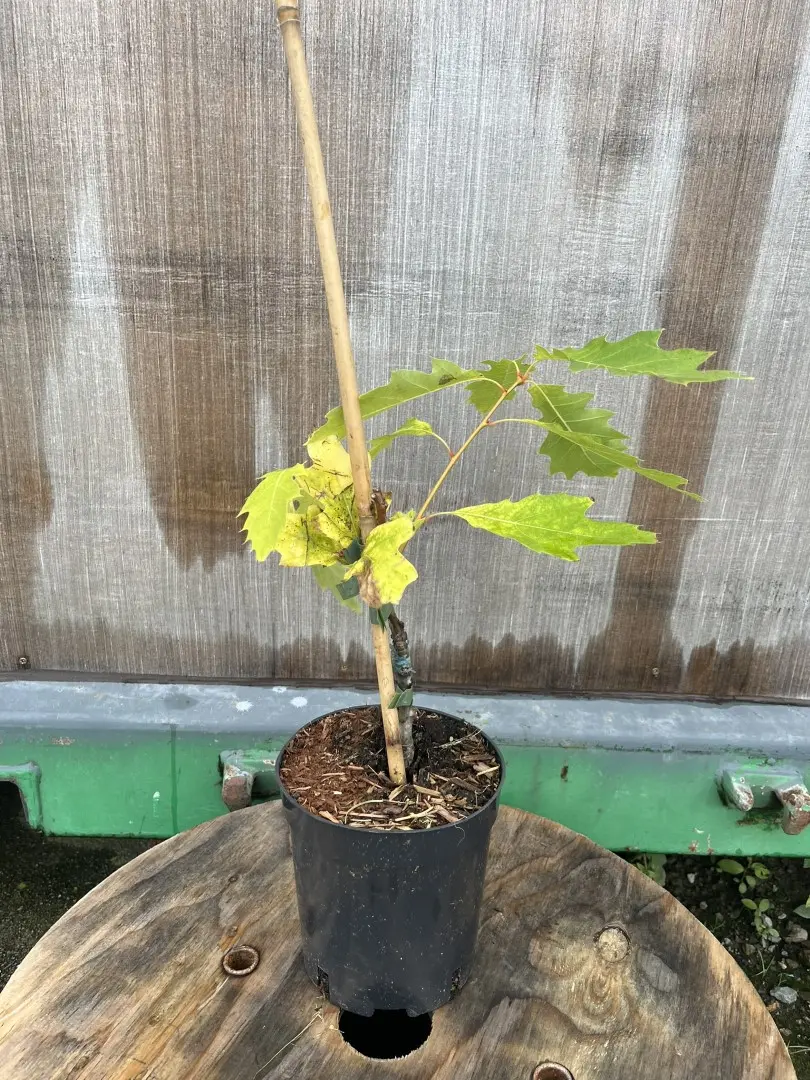 Red Oak 'Magic Fire' 20/40cm (2L) - Image 2