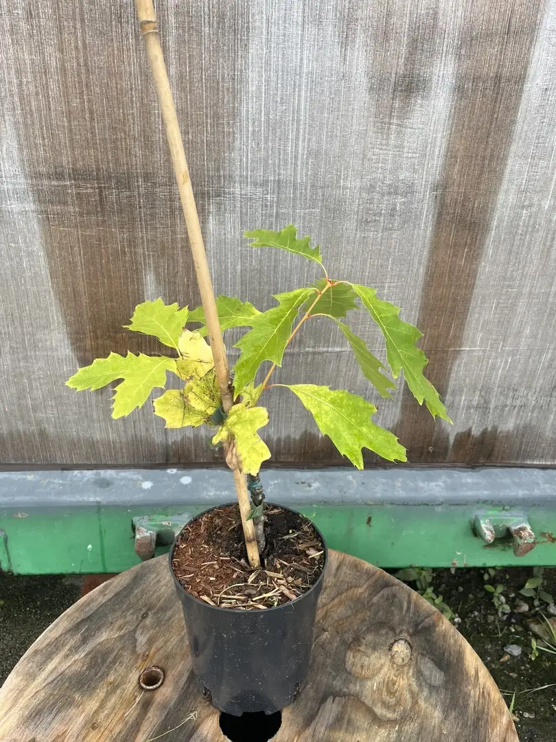 Quercus rubra - Red Oak 'Magic Fire'