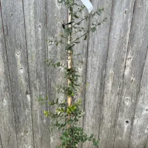 Quercus suber - Cork Oak