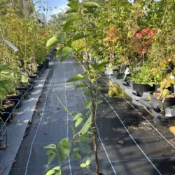Red Alder - Alanus rubra