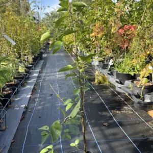 Red Alder - Alanus rubra