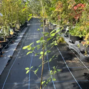 Red Alder - Alnus rubra