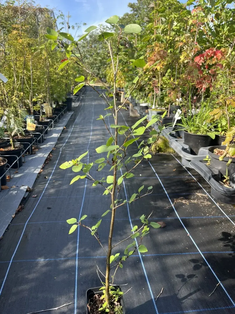 Red Alder - Alnus rubra