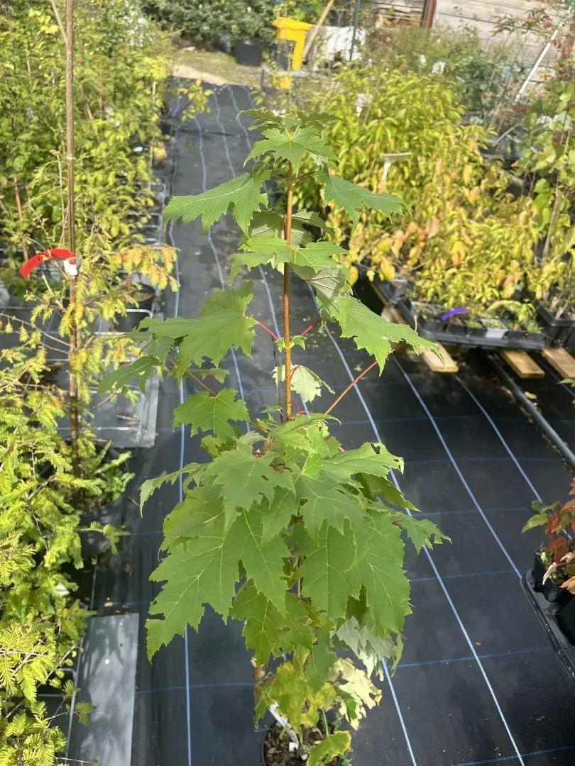 Red Maple - Acer rubrum