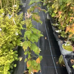 Red Maple - Acer rubrum
