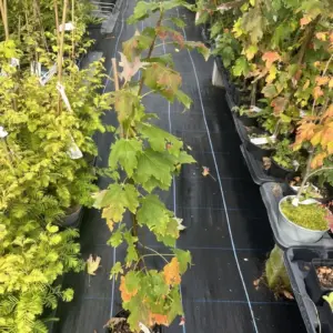Red Maple - Acer rubrum