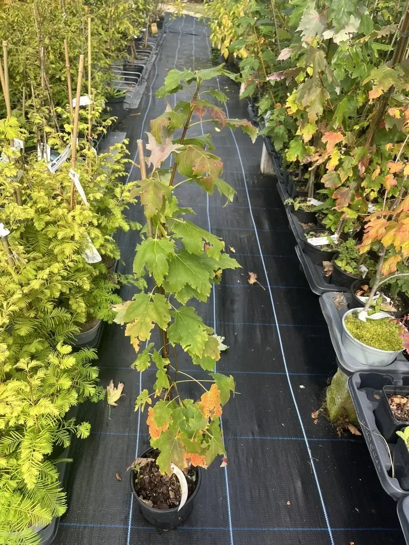 Red Maple - Acer rubrum