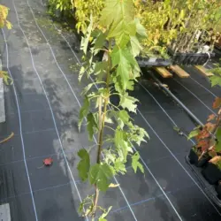 Red Maple - Acer rubrum (P9)