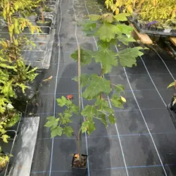 Red Maple - Acer rubrum (P9)