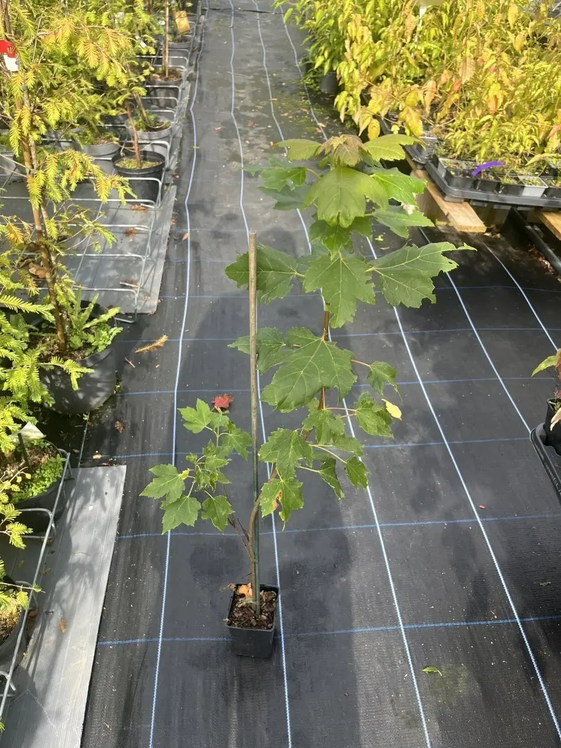 Red Maple - Acer rubrum (P9)