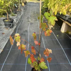 Red Maple - Acer rubrum (P9)