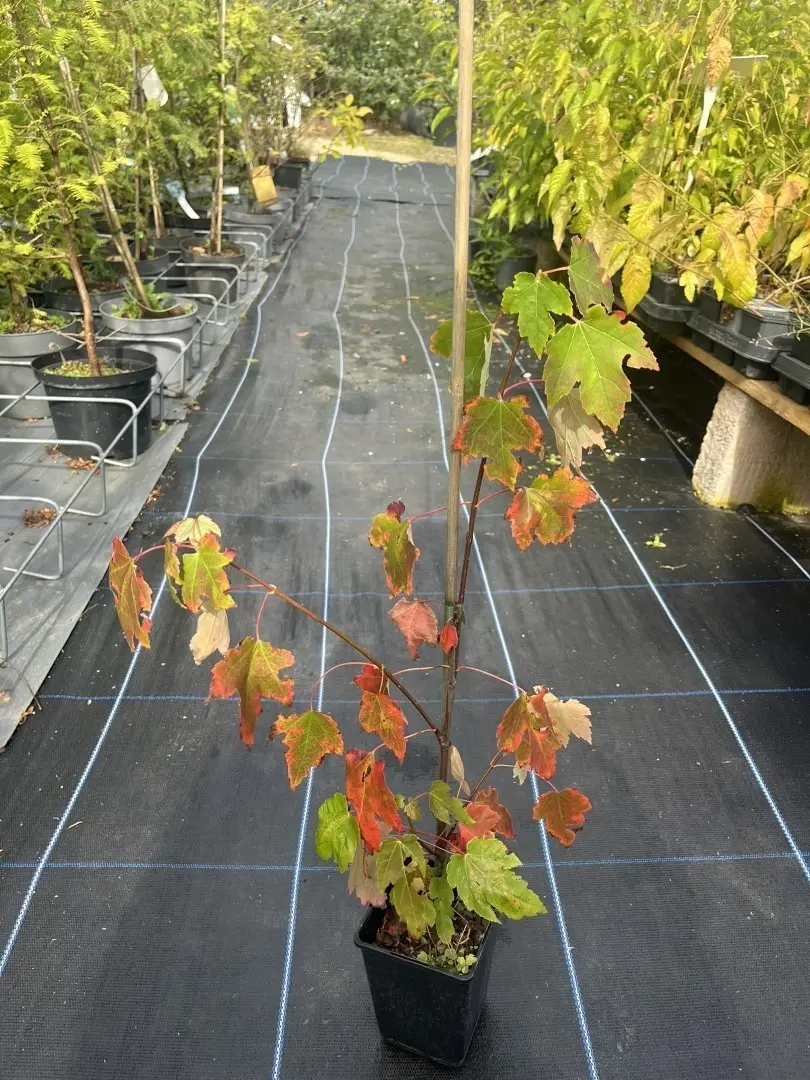 Red Maple - Acer rubrum (P9)