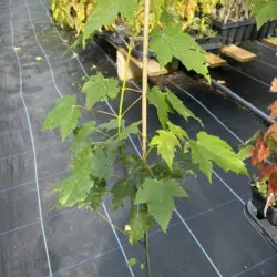 Red Maple - Acer rubrum (P9)