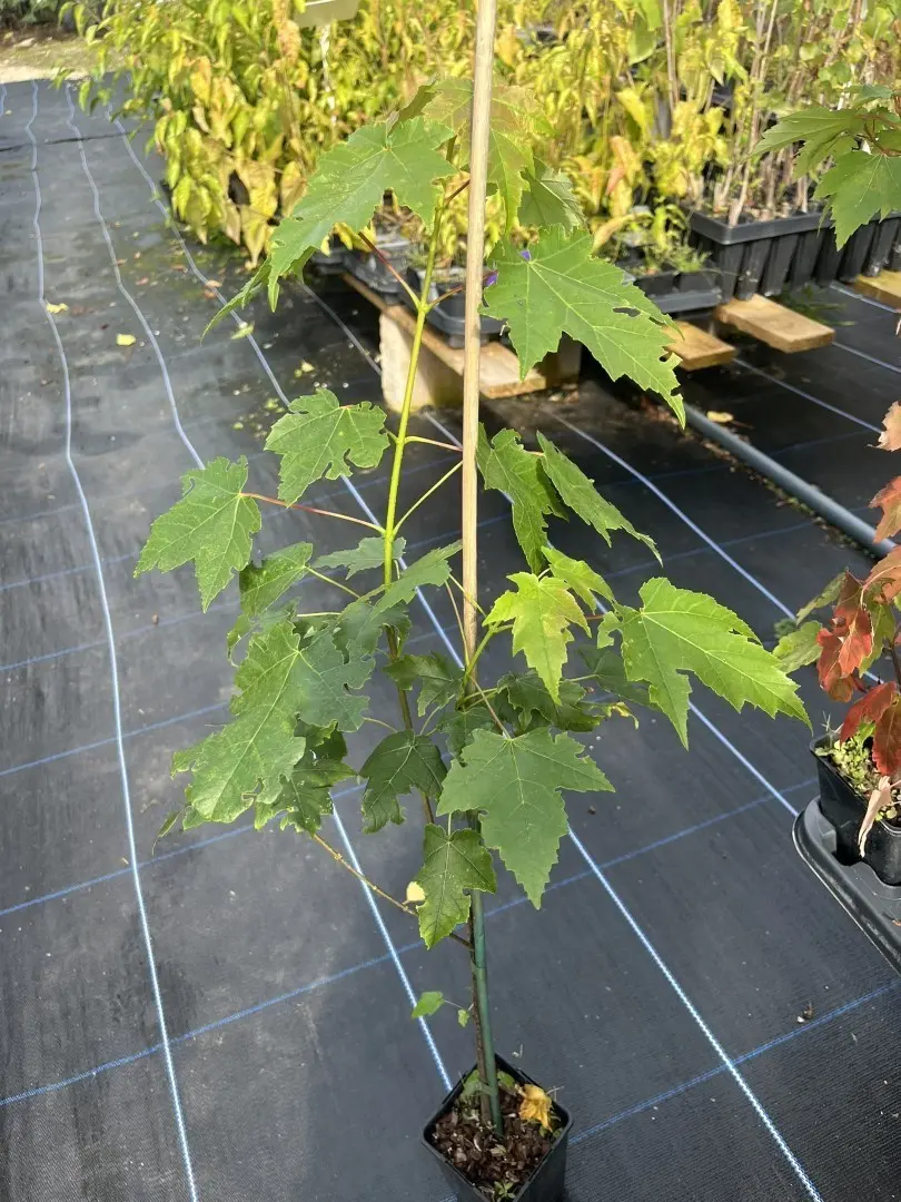 Red Maple - Acer rubrum (P9)