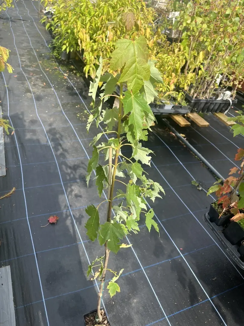 Red Maple - Acer rubrum (P9)