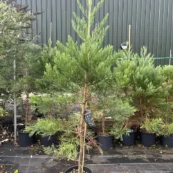 Sequoiadendron giganteum - Giant Redwood