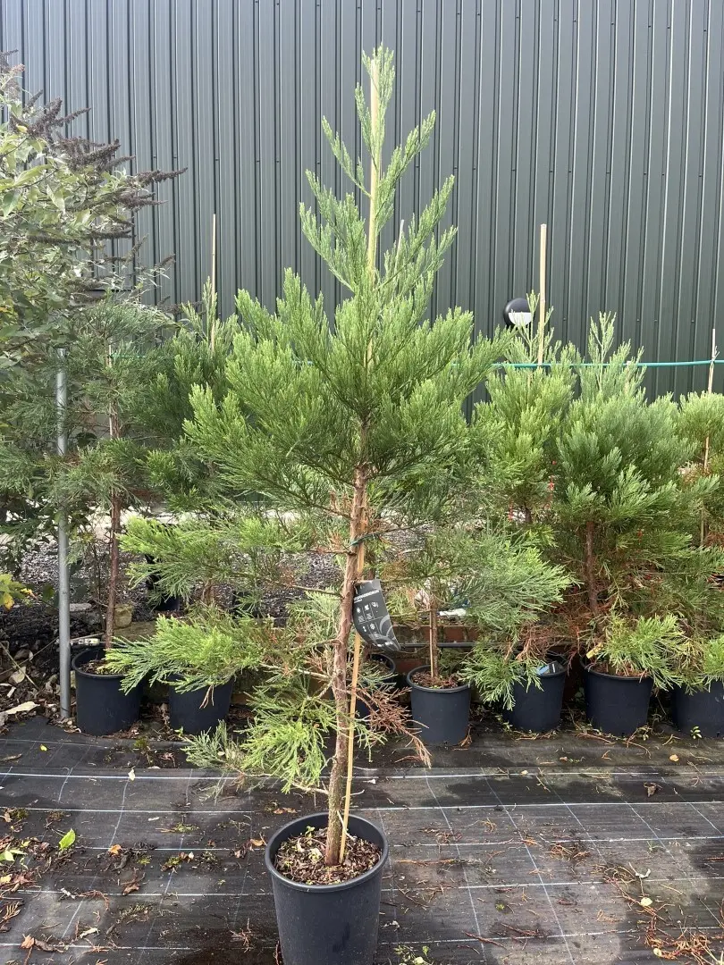 Sequoiadendron giganteum - Giant Redwood