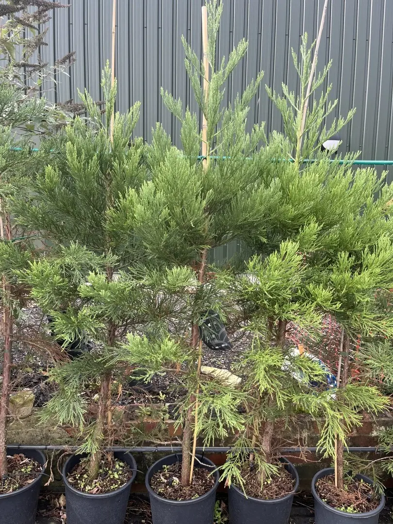 Sequoiadendron giganteum - Giant Redwood