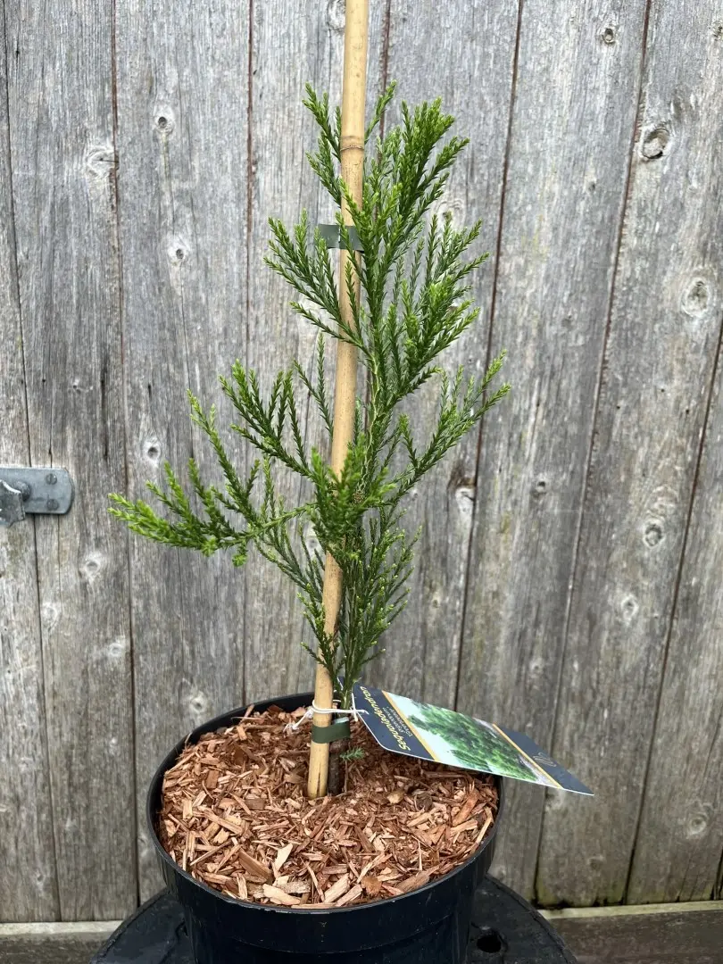 Sequoiadendron giganteum - Giant Redwood 'Greenpeace'