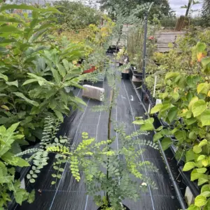 Styphnolobium japonicum - Japanese Pagoda Tree