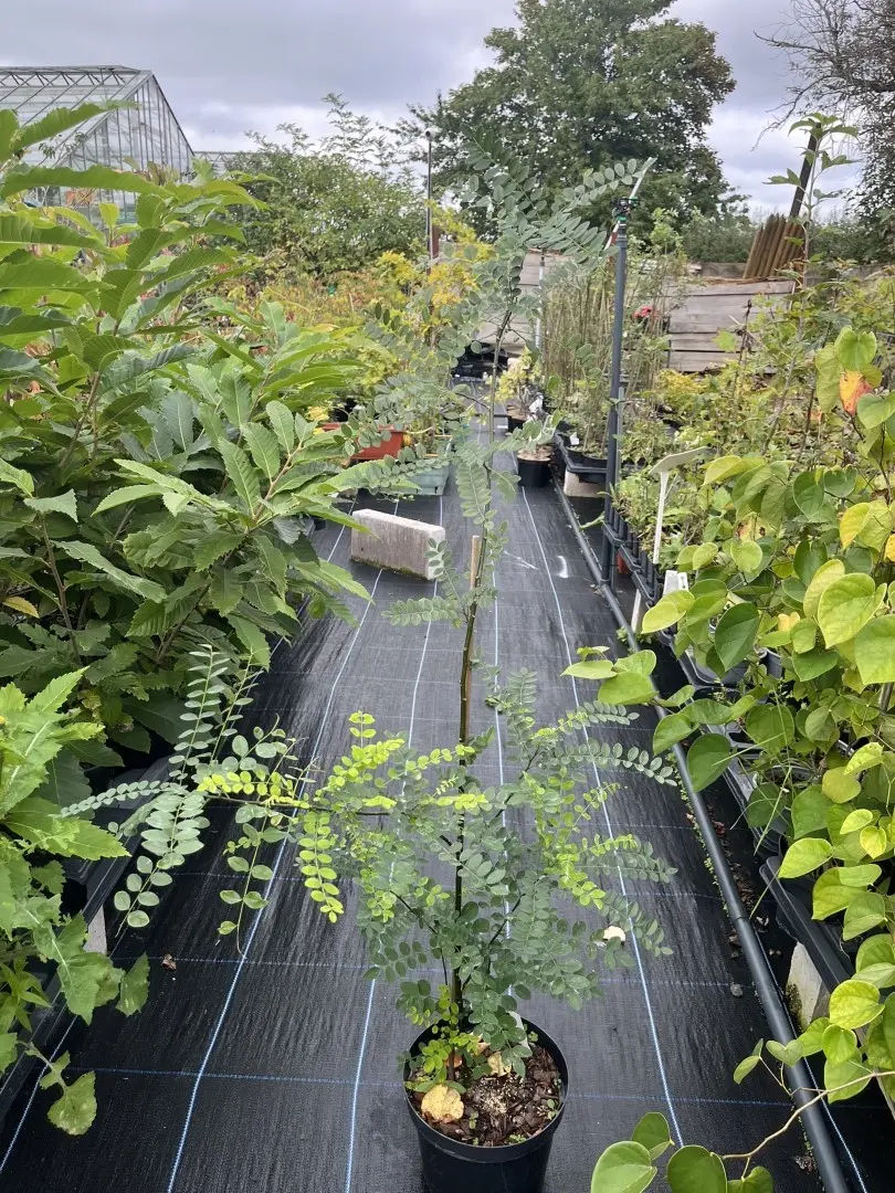Styphnolobium japonicum - Japanese Pagoda Tree