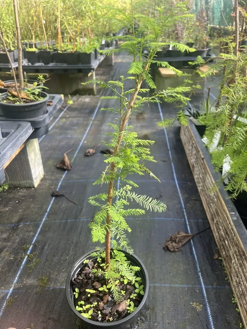 Swamp Cypress Tree - Taxodium distichum