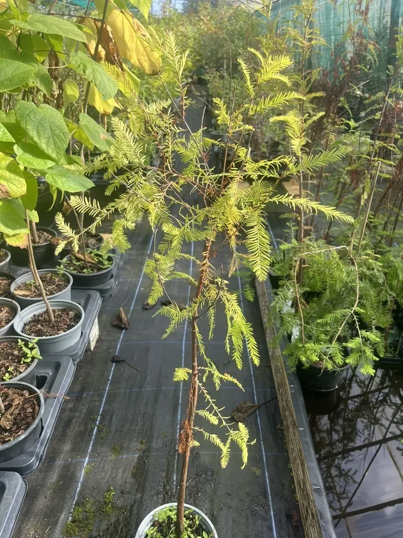 Swamp Cypress Tree- Taxodium distichum