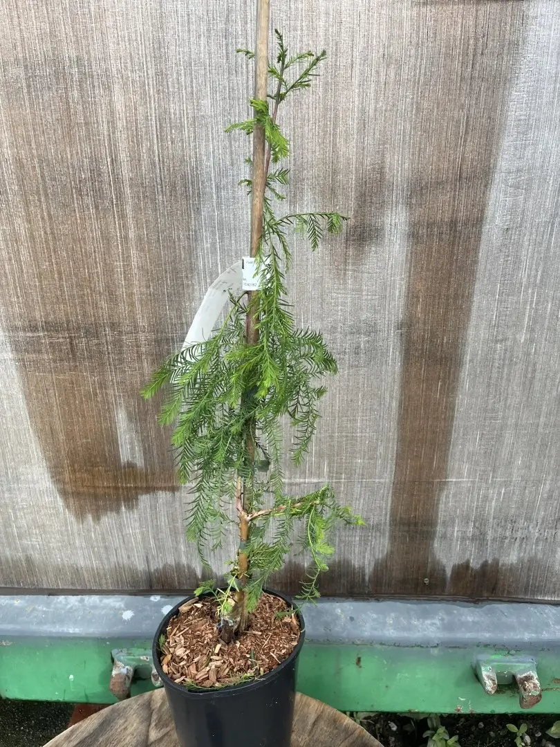 Taxodium distichum - Swamp Cypress 'Pendula'