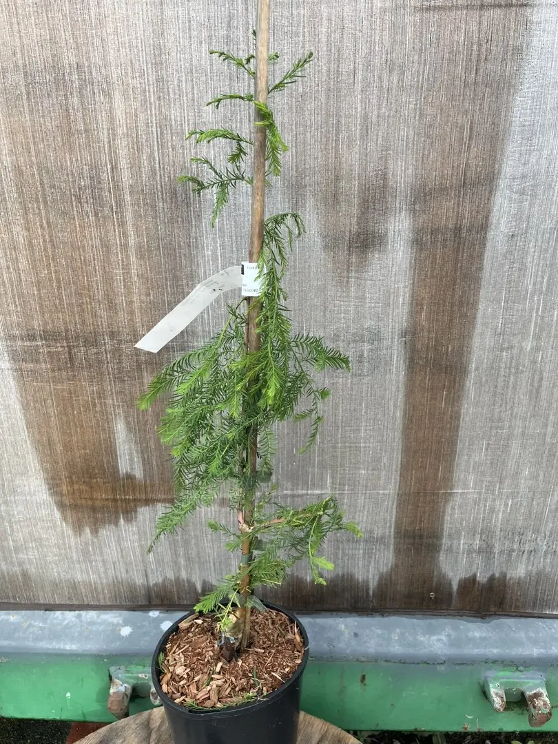 Taxodium distichum - Swamp Cypress 'Pendula'