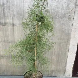 Taxodium distichum var. imbricarium - Swamp Cypress 'Nutans'