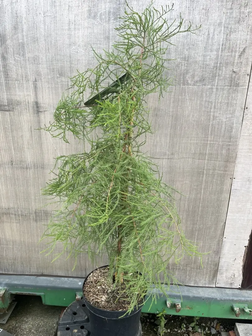 Taxodium distichum var. imbricarium - Swamp Cypress 'Nutans'