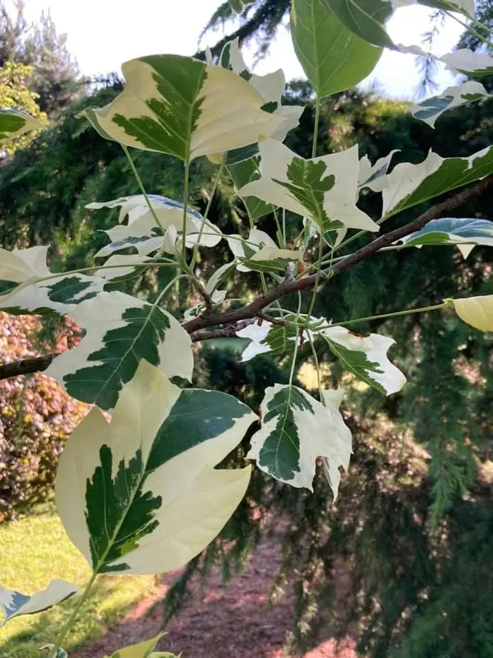 Tulip Tree 'Snow Bird' Liriodendron tulipifera