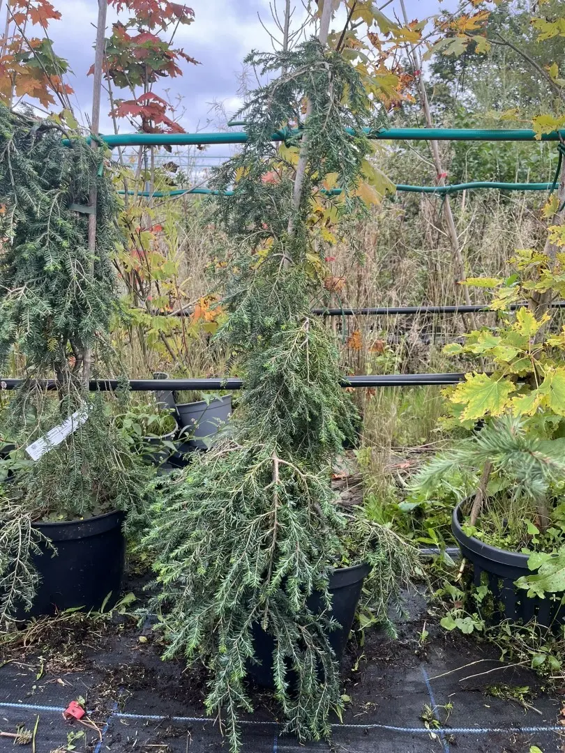 Weeping Eastern Hemlock - Tsuga canadensis