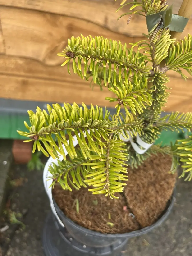 Abies nordmanniana - Caucasian Fir 'Golden Spreader